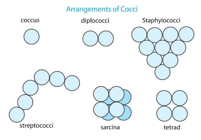 <p>Pairs:</p><ul><li><p><u>diplo</u>cocci (pair and round)</p></li><li><p><u>diplo</u>bacilli (pair and rod-like)</p></li></ul><p>Chains:</p><ul><li><p><u>Strepto</u>cocci (chain and round)</p></li><li><p><u>Strepto</u>bacilli (chain and rod-like)</p></li></ul><p>Clusters:</p><ul><li><p><u>Staphylo</u>cocci (cluster and round)</p></li></ul><p></p><p>Cocci Specific:</p><p>Sarcina:</p><ul><li><p>cube-shaped</p></li></ul><p>Tetrad:</p><ul><li><p>square shaped</p></li></ul><p></p>