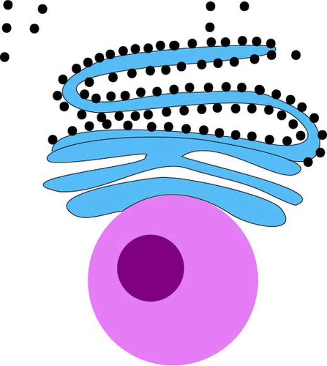 <p>Studded with ribosomes, this region produces proteins which are then transported to other organelles in the cell.</p>