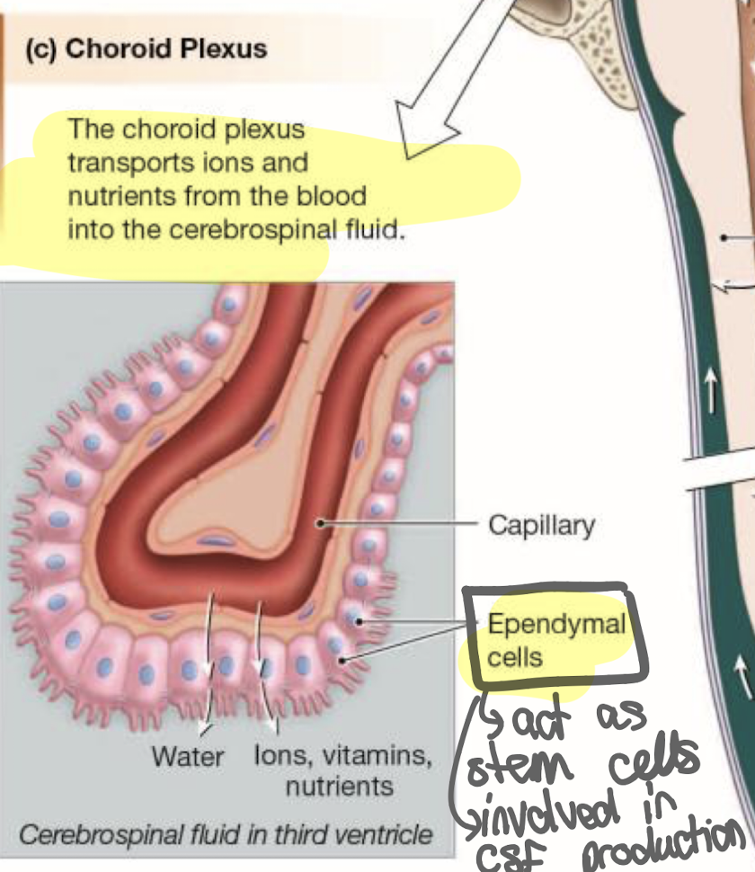 <p>= <span>Highly specialized clusters of vascular capillaries that manufacture cerebrospinal fluid.</span></p><ul><li><p><span><strong>Location:</strong> Projecting directly into the open floors of the brain ventricles.</span></p></li><li><p><span><strong>Purpose/Function:</strong> Selectively pumps ions, vitamins, and water out of blood plasma into the ventricles to create fresh CSF.</span></p></li><li><p>present in all 4 ventricles, it transports ions and nutrients from blood into CSF</p></li></ul><ul><li><p>made of ependymal cells</p></li></ul><p></p>