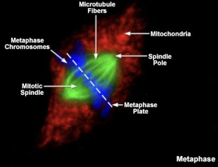 <p>From a <strong>microtubule-organizing center (MTOC)</strong>, the <strong><mark data-color="yellow" style="background-color: yellow; color: inherit;">centrosome</mark></strong></p>