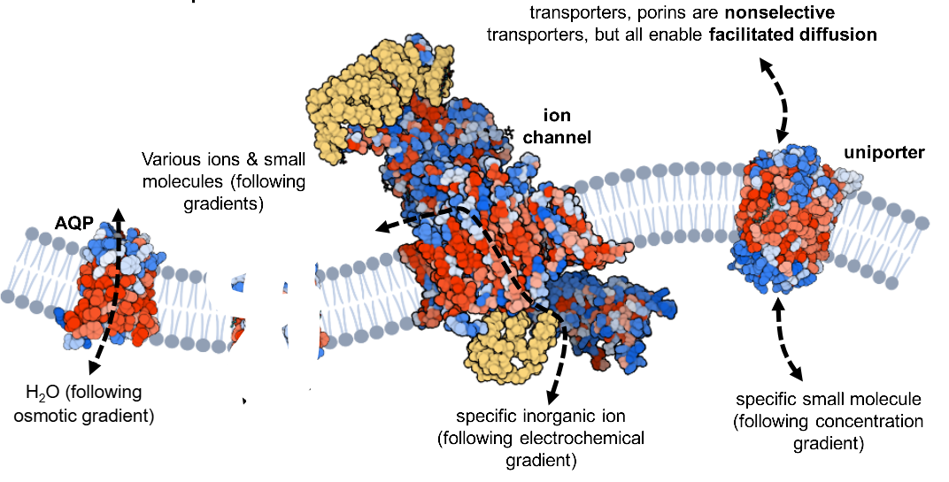 <ul><li><p>AQPs</p></li><li><p>ion channels</p></li><li><p>uniporters</p></li></ul><p></p>
