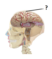 <p>Gray matter</p>