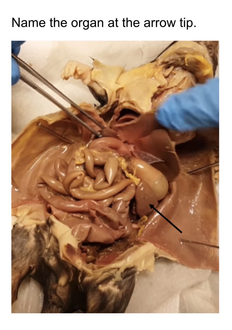 <p>name the organ at the arrow tip</p>