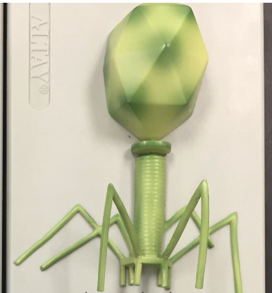 <p>what type of virus this?</p>