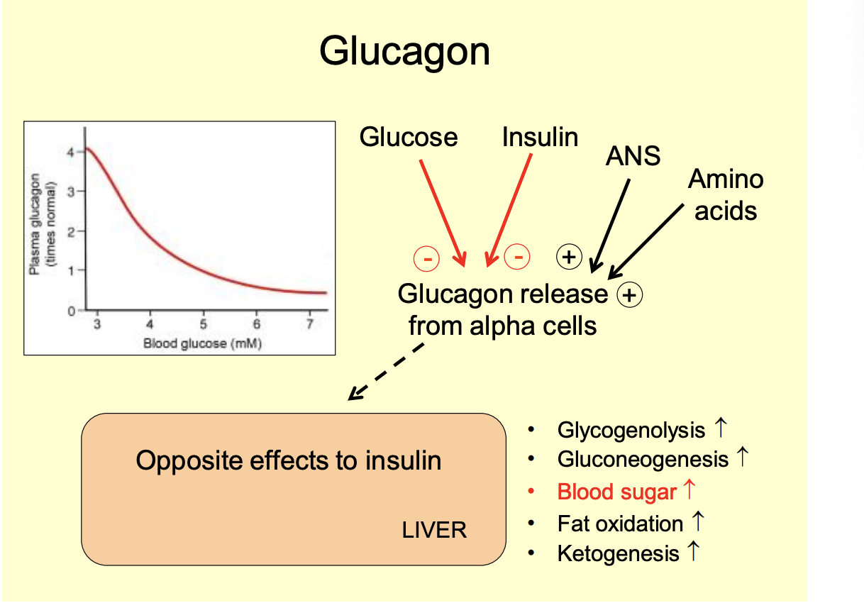 <p>Opposite effects to insulin</p><ol><li><p>Glycogenolysis increases</p></li><li><p>Gluconeogenesis increase</p></li><li><p>blood sugar increase</p></li><li><p>Fat oxidation increase</p></li><li><p>Keogenesis increase</p></li></ol><p></p>