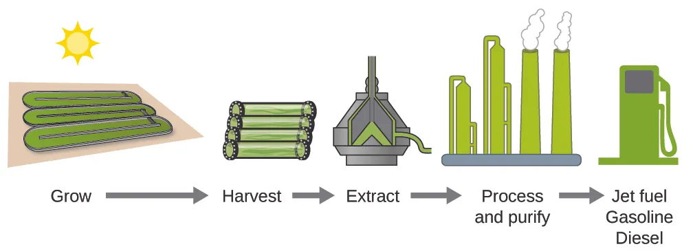 <p>Which of the following correctly describes the process used to produce algal fuel?</p><p><br><span>A) Extract the fuel compounds from algae, grow the algae using sunlight and CO₂, purify, and then distribute.</span><br><span>B) Grow the algae using sunlight and CO₂, harvest the algae, extract fuel compounds, process as needed, purify, and distribute.</span><br><span>C) Grow algae in the dark, extract fuel compounds, perform transesterification, and then burn directly.</span><br><span>D) Harvest algae, distribute immediately, and then extract fuel compounds</span></p>