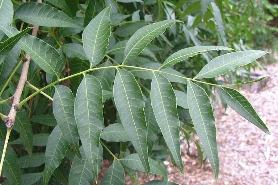 <p>Chinese pistache</p>