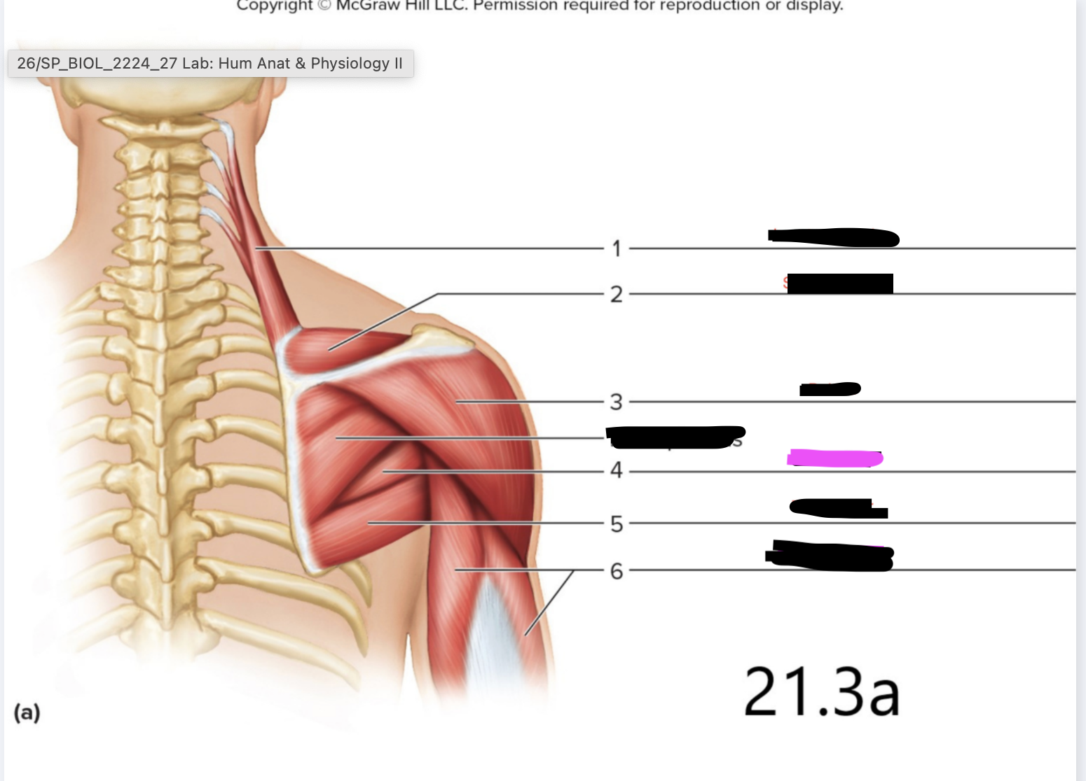 <p>Rotator Cuff Muscles</p>