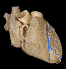 <p>identify the structure</p>
