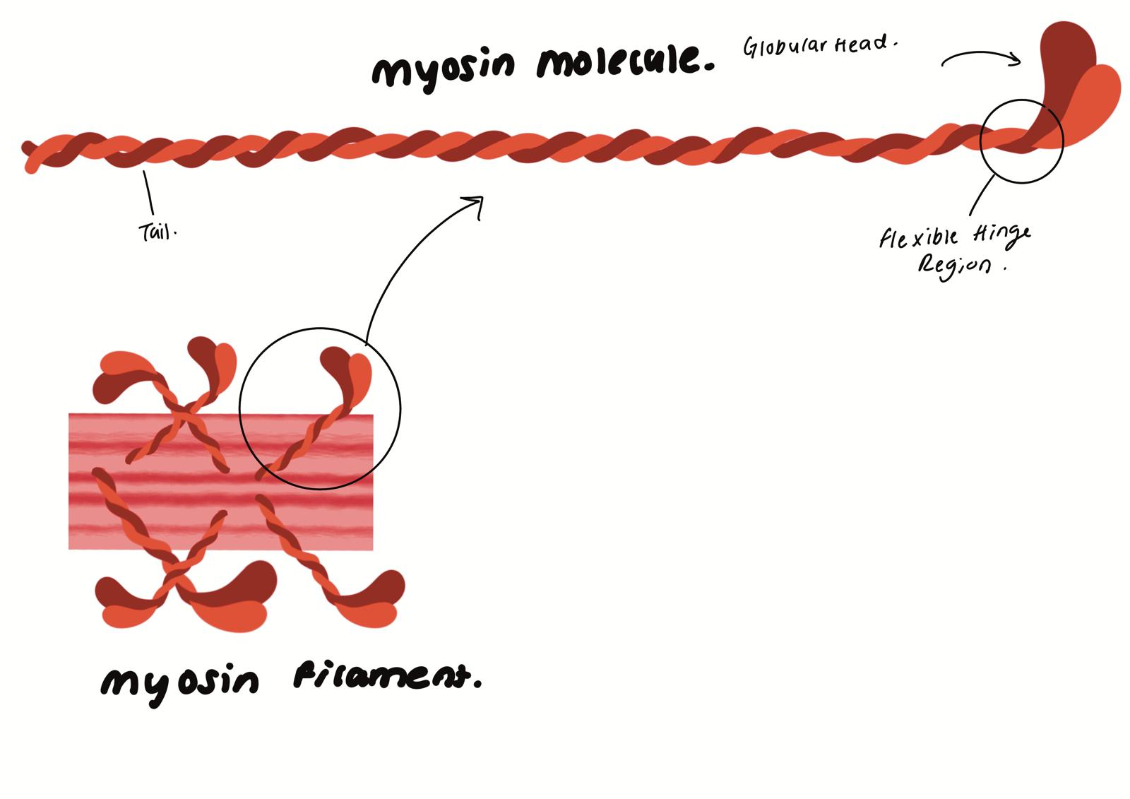 <ul><li><p>Thick.</p></li><li><p>Many of many myosin protein molecules.</p></li><li><p>Tails of myosin molecules specifically shaped to bind to each other and form thick filaments.</p></li><li><p>Globular head protrudes in all directions to form acto-myosin (cross)bridges (AMB).</p></li><li><p>Each has a specific shape to bind and form AMB.</p></li></ul><p></p>