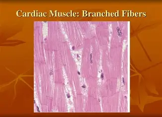 <p>Cardiac Muscle</p>