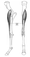 <p>connective tissue to attach the muscle to the bones </p><p>**typically, the tendon at the origin of the muscle is very short, it appears the muscle is attached directly to the bone. The tendon at the insertion of the muscle may be very long**</p>