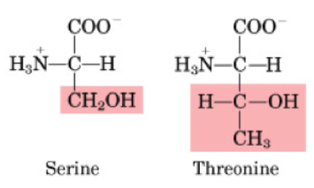 <ul><li><p>OH-group on side chain is important for protein phosphorylation</p></li><li><p>polar AA</p></li><li><p>also includes Tyrosine, but is grouped with aromatic AAs</p></li><li><p>Ser is non-essential and Thr is essential</p></li><li><p>OH group on side chain is important for post-translational phosphorylation of proteins</p></li></ul><p></p>