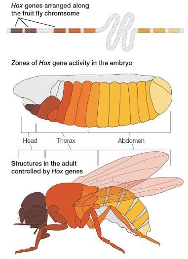 <p>Hox genes in invertebrates</p>