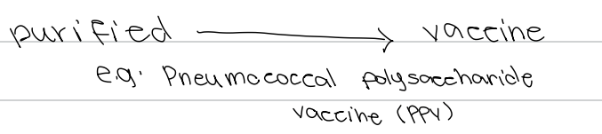 <p>b. Pneumococcal polysaccharide vaccine (PPV)</p>