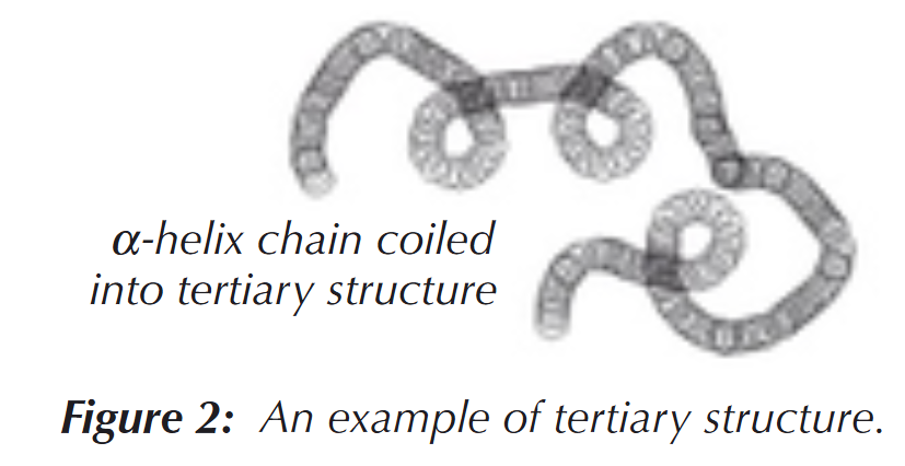 <p>The 3D folding of a protein, held together by hydrogen bonds, ionic bonds &amp; disulphide bridges (S-S) between R groups</p>