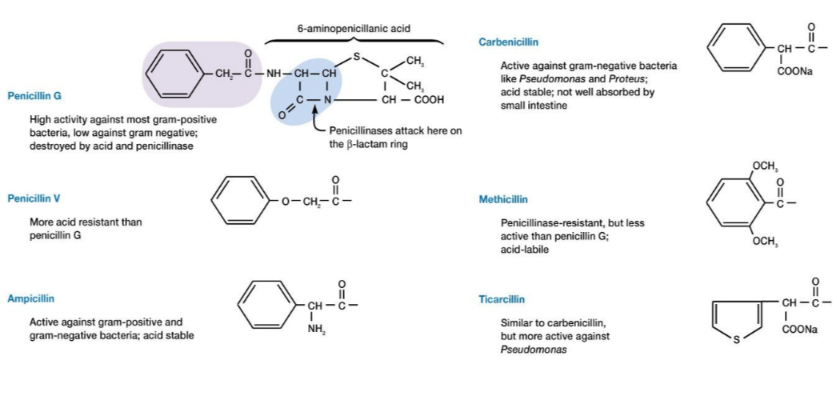 <ul><li><p>penicilina G é a original→ destruída por via oral e pelas beta-lactamases, não afeta gram - </p></li><li><p>penicilina V→ +estável no estómago→ 1ª para via oral</p></li><li><p>ampicilina→ atravessa a memb. externa das gram - e ativa em via oral</p></li><li><p>carbenicilina→ oral e espectro alargado nas gram -</p></li><li><p>meticilina→ resistente às beta-lactamases através de impedimento estérico que protege o anel, mas menos ativa que a penicilina G</p></li><li><p>ticarcilina→ anti pseudomonas (bactérias com alta resistencia por beta-lactamicos) e mais ativa</p></li></ul><p></p>