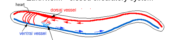 <p><span style="color: red;">Oligochaetes  have ____ main blood trunks through the body</span></p>