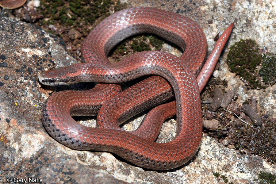 <p>Alethinophidia, Colubroidea, Colubridae<br>Contia tenuis<br>Sharp-tailed snake</p>