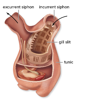 <p>subphylum Tunicata</p><ul><li><p>live in ocean and filter feeders</p></li><li><p>larva has bilateral symmetry and all four chordate characteristics</p></li><li><p>Adults are sessile, thick-walled, saclike organisms with incurrent and excurrent siphons</p><ul><li><p>Tunicates (sea squirts) squirt water when their siphons are disturbed</p></li><li><p>The only chordate characteristic remaining in the adults is the pharynx with gill slits</p></li></ul></li><li><p>pharynx lined by cilia which move the water and eat the particles that get adhered to the muscus </p></li></ul><p></p>