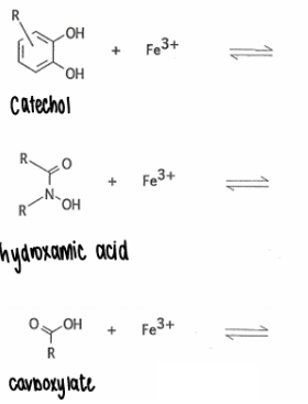<p>How do siderophores coordinate with Fe?</p>