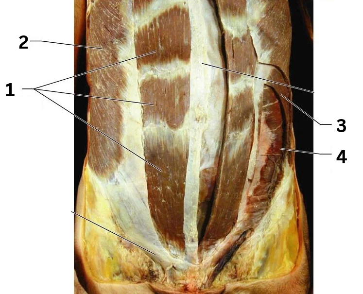 <p>3</p>