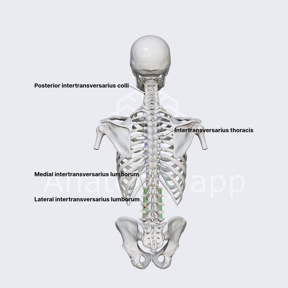 <p><strong>Lateral flexion</strong> of vertebral column</p>