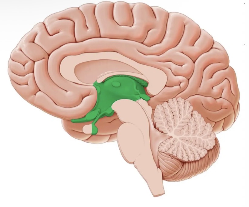 <ul><li><p>the diencephalon or interbrain sits atop the brain stem and is enclosed by the cerebral hemispheres  </p></li></ul><p></p>