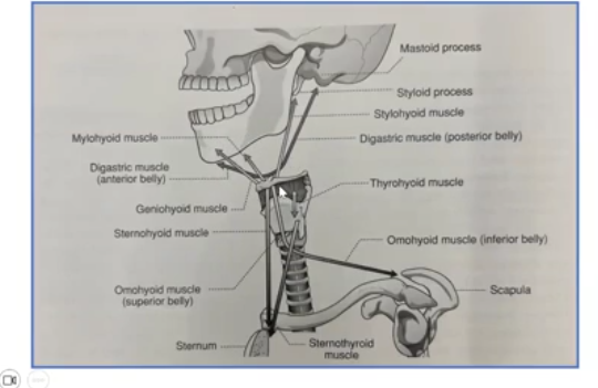 <p>infrahyoid- below glottis</p><p>suprahyoid - above glottis</p><p></p><p>**look at the damn figure keisha</p>