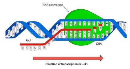 <p><strong><em><u><mark data-color="yellow" style="background-color: yellow; color: inherit;">**TRANSCRIPTION FACTORS ATTACH TO THE DNA TO ACTIVATE WHICH GENE WILL BE TRANSCRIBED** </mark></u></em></strong></p><ol><li><p><u>DNA </u><strong><u>helicase</u></strong><u> (enzyme)</u> unzips the DNA molecule by breaking the hydrogen bonds between the two strands of DNA</p><ol><li><p>The 2 DNA strands separate, but <strong>only one will serve as the template & be copied</strong></p></li></ol></li><li><p><strong><u><mark data-color="yellow" style="background-color: yellow; color: inherit;">RNA polymerase</mark></u></strong><u> (enzyme)</u> binds to a region of DNA called the <strong><mark data-color="yellow" style="background-color: yellow; color: inherit;">PROMOTER REGION</mark></strong> (The “start” of a gene), which is recognized by a “TATA box” section on the DNA (helps RNA recognize that this is where I need to attach)</p></li><li><p><strong>Free <u>RNA nucleotide</u> (floating in the nucleus)</strong> are joined to the template by RNA polymerase in the <strong>5’ to 3’ direction to form the mRNA strand.</strong> <strong>The RNA nucleotides will base pair with the DNA strand…. But in place of “thymine,” <em><mark data-color="yellow" style="background-color: yellow; color: inherit;">URACIL</mark></em> will pair with Adenine.</strong></p></li><li><p>The mRNA molecule continues to be built until the RNA polymerase reaches an area on DNA called the <strong>termination signal </strong>(→ stop codon).</p></li><li><p><strong>RNA polymerase breaks loose</strong> from DNA and the newly made mRNA is released.</p></li></ol><p>ONCE AN mRNA TRANSCRIPT IS COMPLETE, IT MUST BE <em><u>EDITED</u></em> BEFORE the <em><u>final mRNA transcript</u></em> MOVES TO THE CYTOPLASM FOR TRANSLATION.</p><img src="https://assets.knowt.com/user-attachments/692b82dd-4fad-4681-b4af-59dfe4000063.png" data-width="100%" data-align="center" alt=""><p></p>
