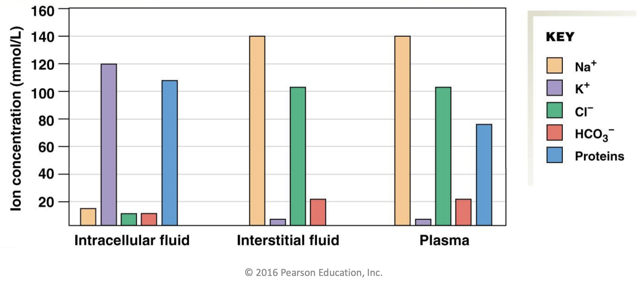 <ul><li><p>Fluid inside of the cells </p></li><li><p>Majority subdivision of body fluid </p></li></ul><p>- 66% of the body’s fluid</p><ul><li><p>Very low in Na+ and high in K+ </p></li></ul><p>- Caused by sodium (Na+) potassium (K+) pump </p><ul><li><p>Very low in Cl2+</p></li></ul><p>- Caused by calcium (Cl2+) pump </p><ul><li><p>Very low in HCO3-</p></li><li><p>High in proteins</p></li></ul><p>- Caused by protein synthesis in the cells </p>