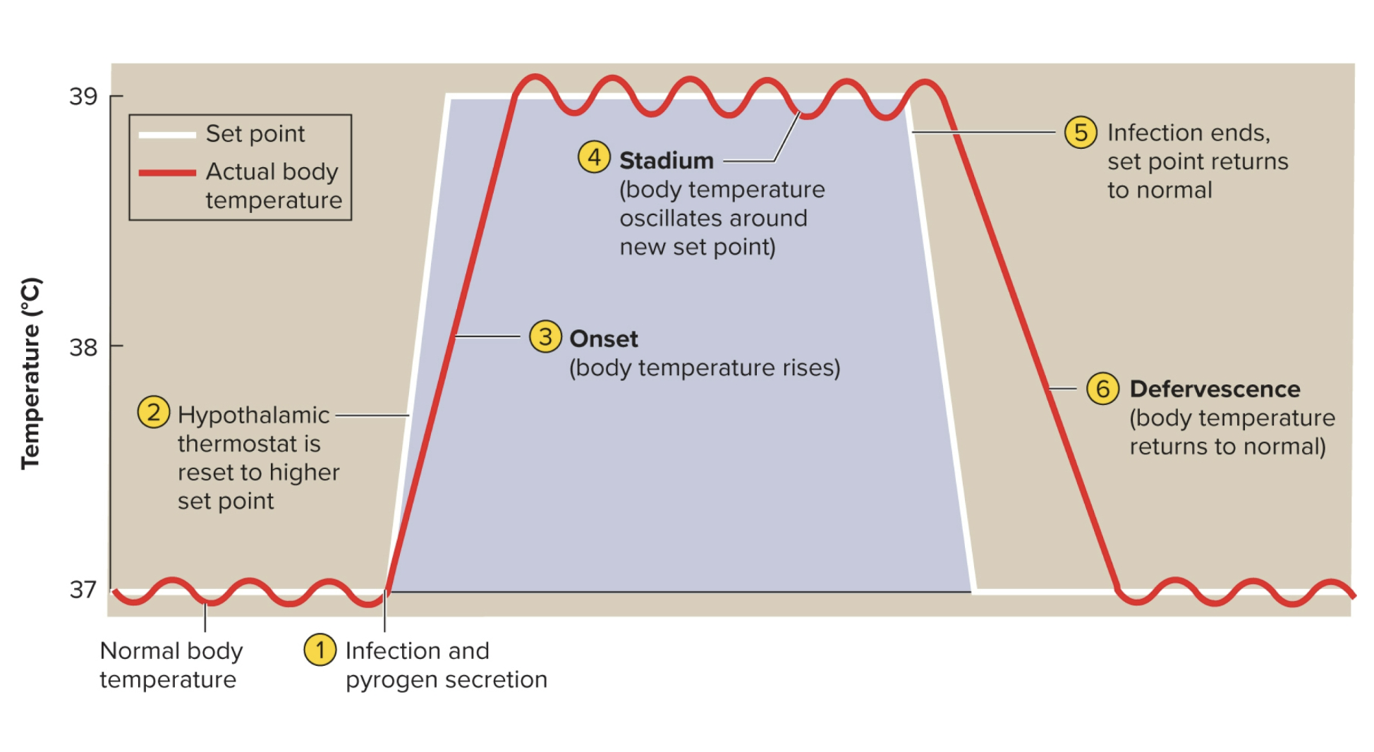 <p>Fever (pyrexia)</p>