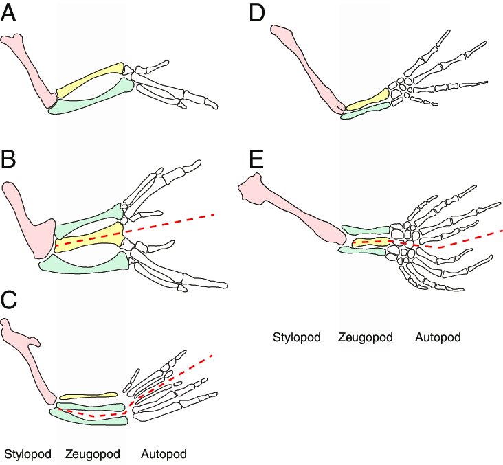 <ul><li><p>hox clusters determine domains of expression</p></li><li><p>stylopodium, zeugopodium, autopodium</p></li></ul><p></p>