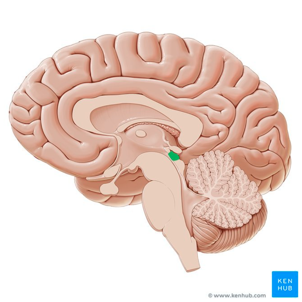 <p>What SPECIFIC REGION follows moving objects with head and neck?</p>