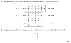 <p>A triglyceride consists of one glycerol molecule and three fatty acids.</p>