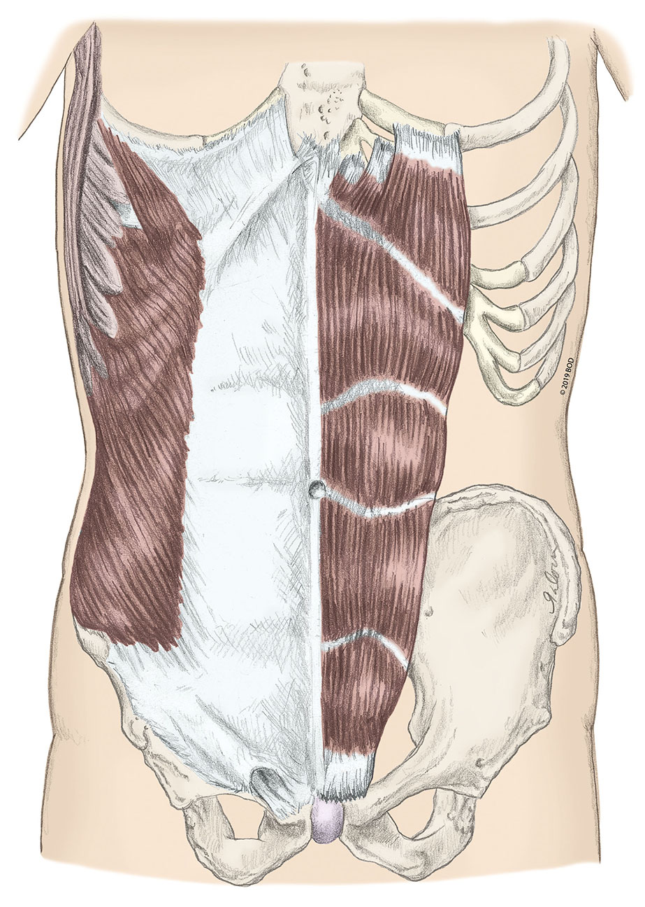 <p>rectus abdominis actions</p>