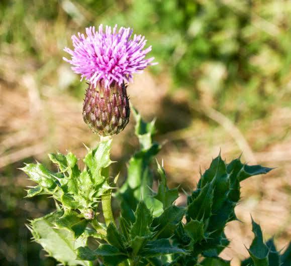 <p>Njivski osat-Cirsium arvense</p>