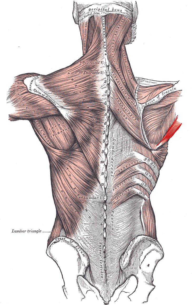 <p>What muscle is this? </p>