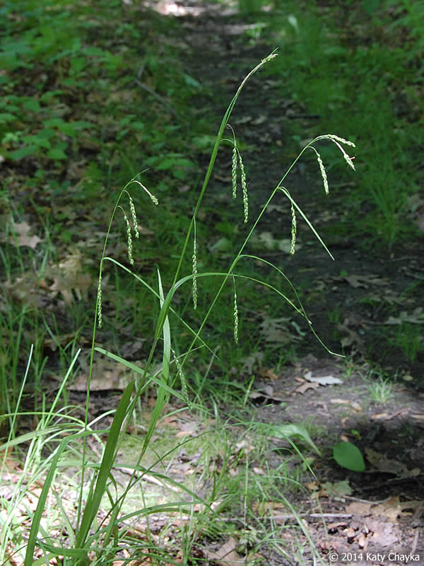 <p>spikes lean over, 3-sided stem, moth host plant, M shape on broken stem</p>