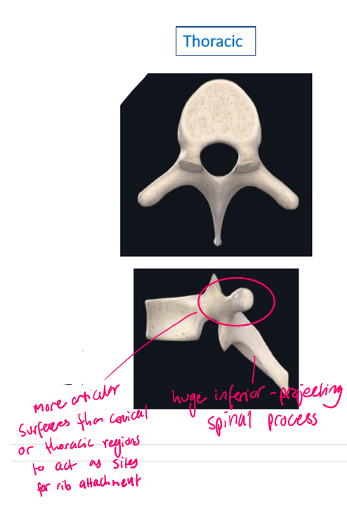 <ul><li><p>Huge inferior-projecting spinal processes</p></li><li><p>More articular surfaces than cervical & lumbar (accidentally wrote thoracic on diagram) → sites for rib attachment</p></li></ul><p></p>