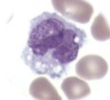 <ul><li><p><span style="background-color: transparent;">engulfing and destroying invading pathogens (phagocytosis), regulating inflammatory responses, cleaning up dead or damaged cells, and presenting antigens to activate the adaptive immune system</span></p></li><li><p><span style="background-color: transparent;">Circulate 1-3 days, then live in tissues for months to years</span></p></li><li><p><span style="background-color: transparent;">Differential percentage: 1-12%</span></p></li></ul><p></p>