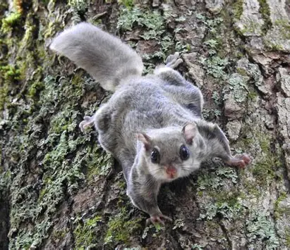 <p>What Mammal is this?</p>