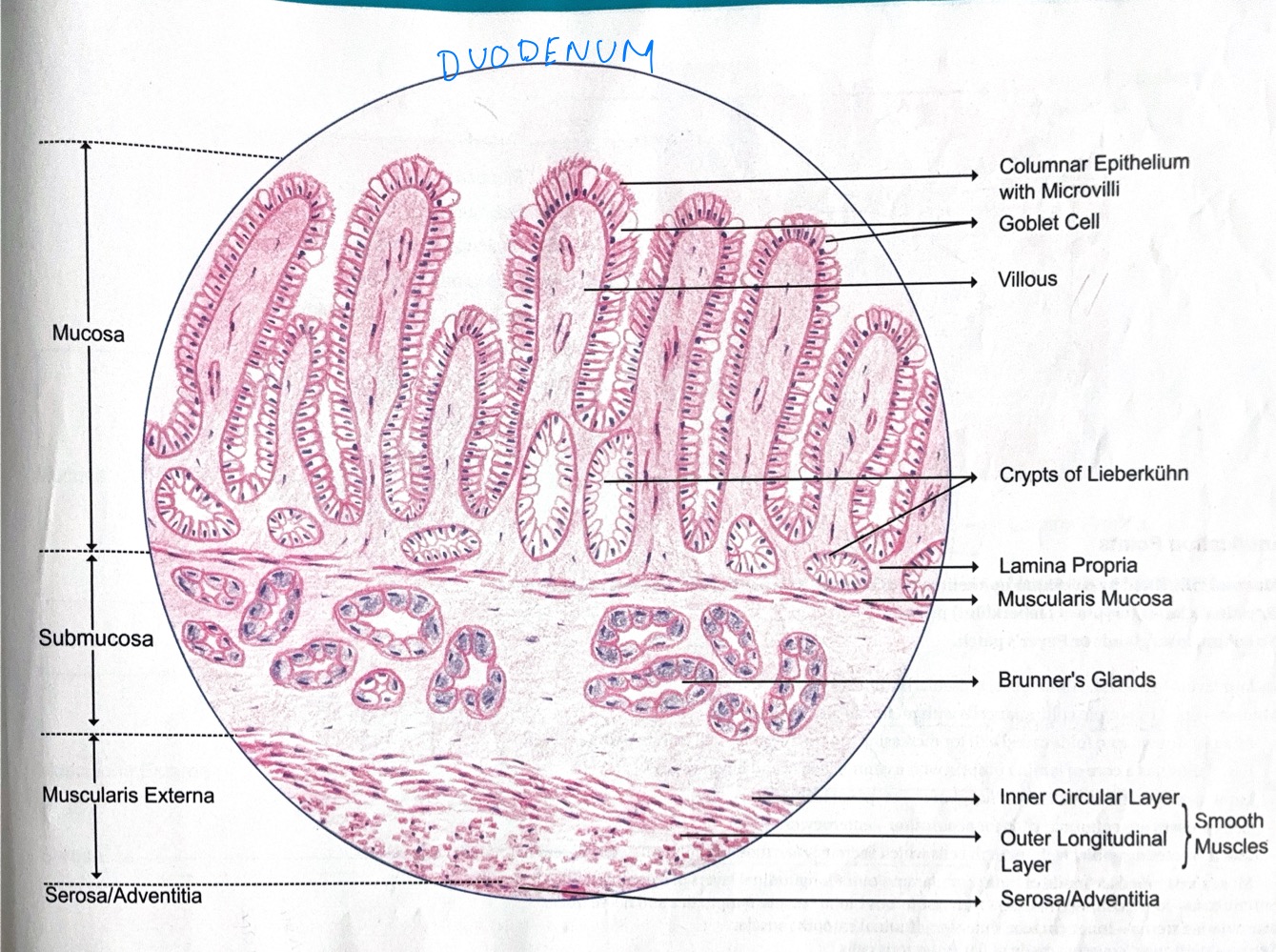 knowt flashcard image