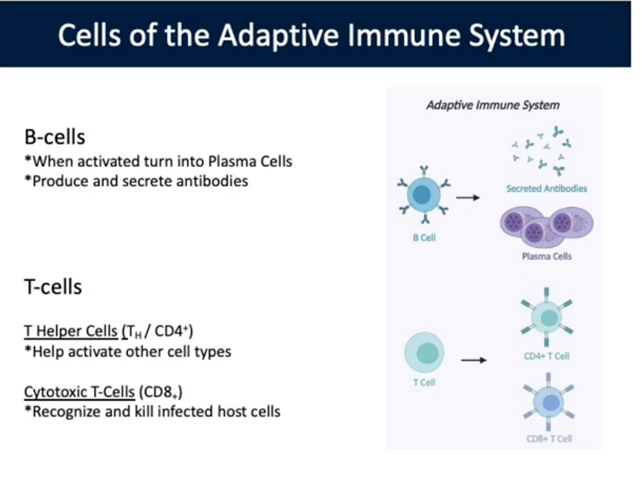 <p>Immunity or resistance to a specific pathogen; slower to respond, has memory component</p><p>Specialized lymphocytes: T and B cells. Antibodies</p><p>B cells: When activated turn into Plasma Cells. Produce/secrete antibodies. In Lymph nodes, antigens activate B-cells into Plasma cells —> antibody producing factories. B-Cells secrete antibodies that disseminate through the body, including to the original site of infection to help control the infection</p><p>T cells: In Lymph nodes, Dendritic cells active T-Cells. Helper T-cells play crucial role in activating other immune cells. Activated helper T-cells migrate back to site of infection to recruit more Cytotoxic T-Cells and macrophages</p><ul><li><p>T Helper Cells: Help Activate other cell types</p></li><li><p>Cytotoxic T-Cells: Recognize and kill infected hosts</p></li></ul><p></p>