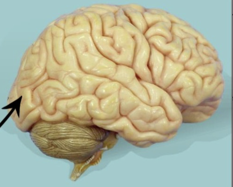 <p>location of visual cortex and visual association areas</p>