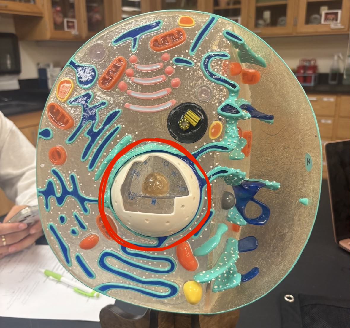 <p>Label the part of the cell</p>