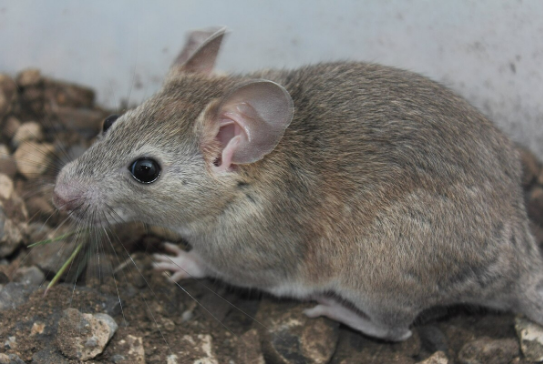 <p>• Medium-sized rodent</p><p>• Large ears</p><p>• Distinct white teeth</p><p>• Bicolored tail with grayish</p><p>brown above and white</p><p>below</p>