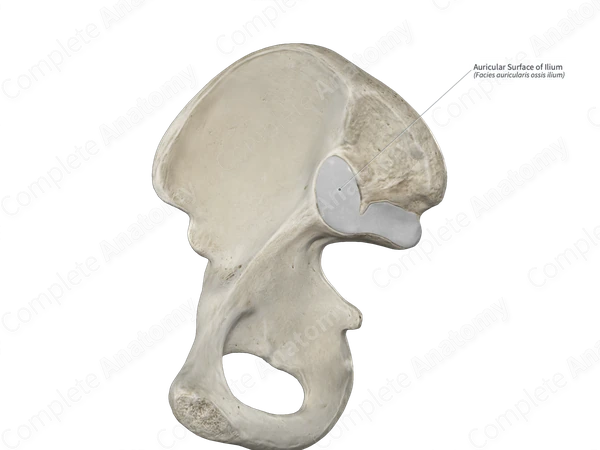<p>ear shaped surface that is the articulation between os coxae and sacrum</p>