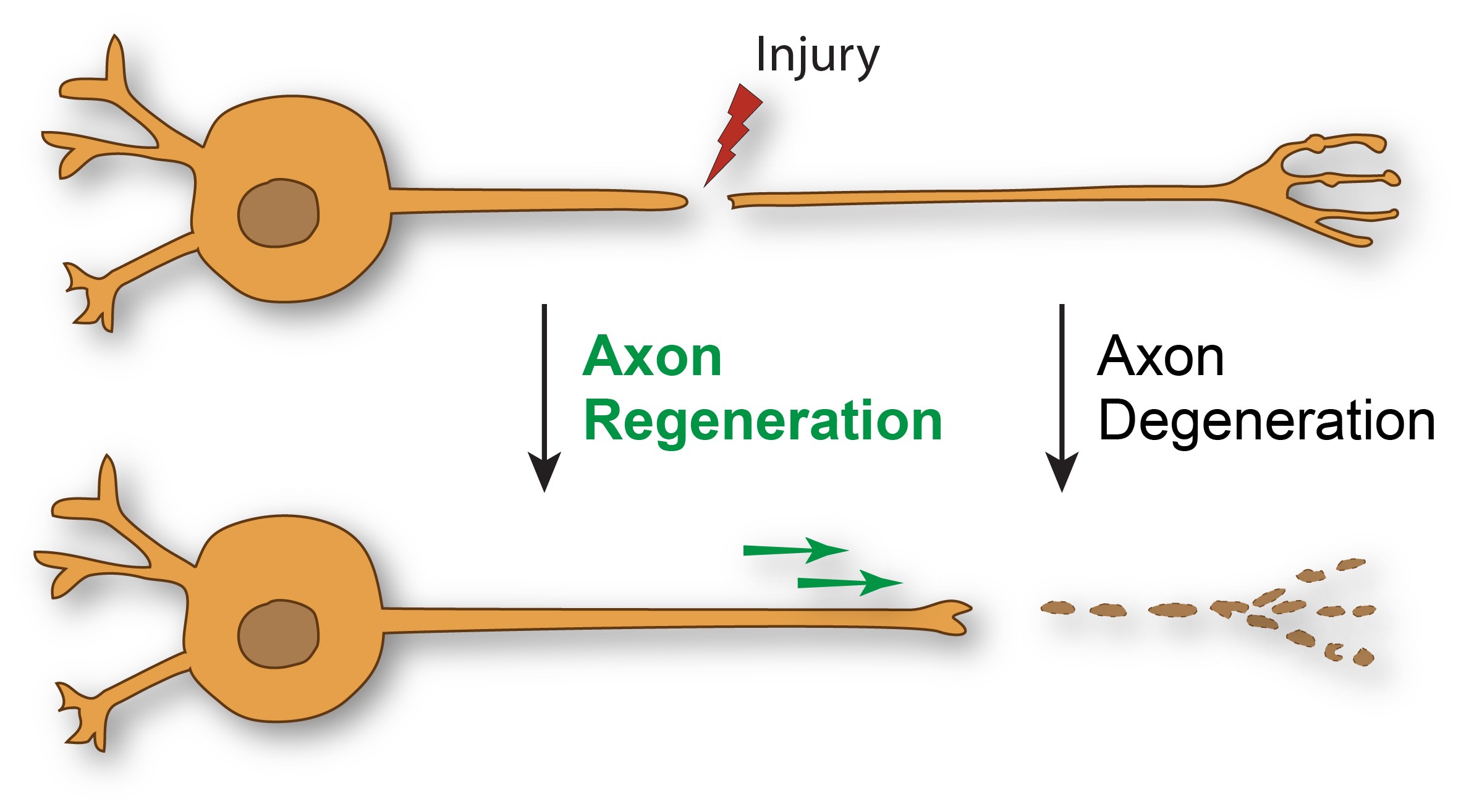 <p>Nerve Regeneration only occurs in the axons of the _____                                                      *only if the ________ is intact &amp; has _________</p>