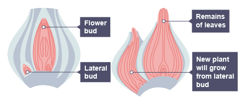 <p>Many plants produce seeds _________, but also reproduce ___________ by runners such as strawberry plants, or bulb division such as daffodils.</p>